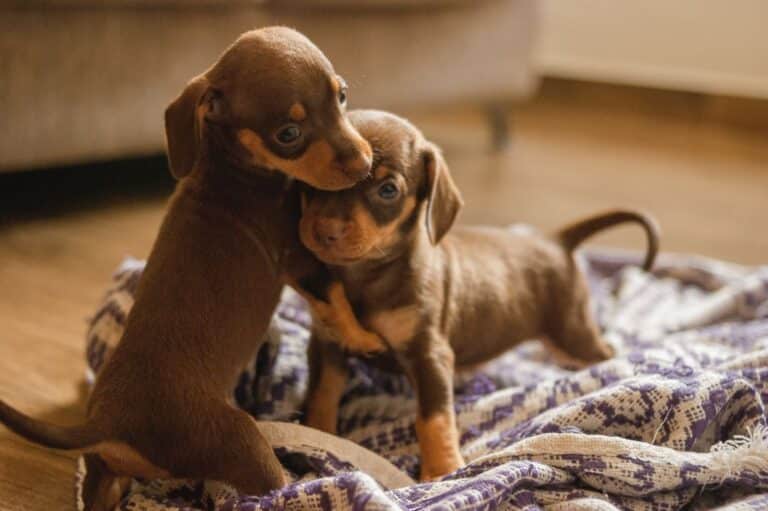 Pet Friendly Vinyl Plank Flooring - Flooring Source